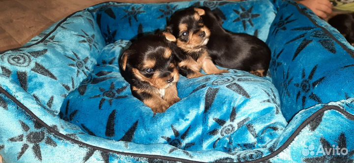 Йоркширский терьер