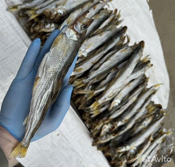 Оптом Вяленая корюшка
