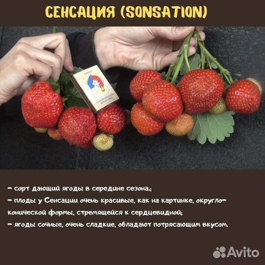 Клубники кустики
