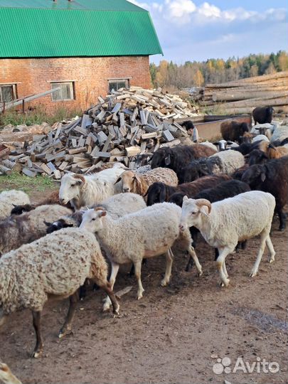 Курдючные бараны овцы