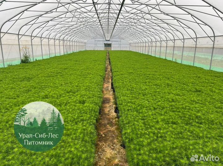 Сеянцы зкс Сосна окс Ель Лиственница Горная