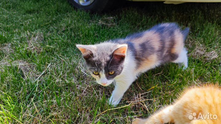 Котёнок кошечка