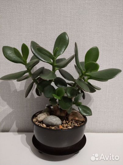 Крассула толстянка