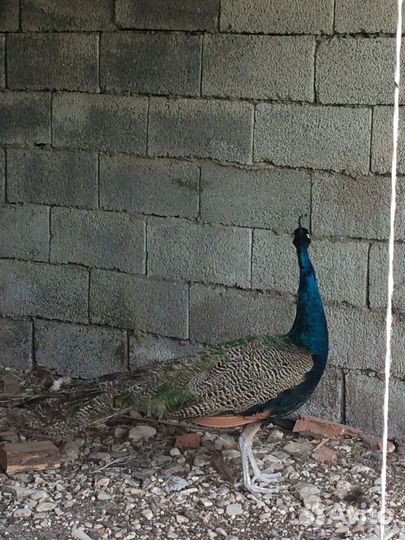 Павлин самец