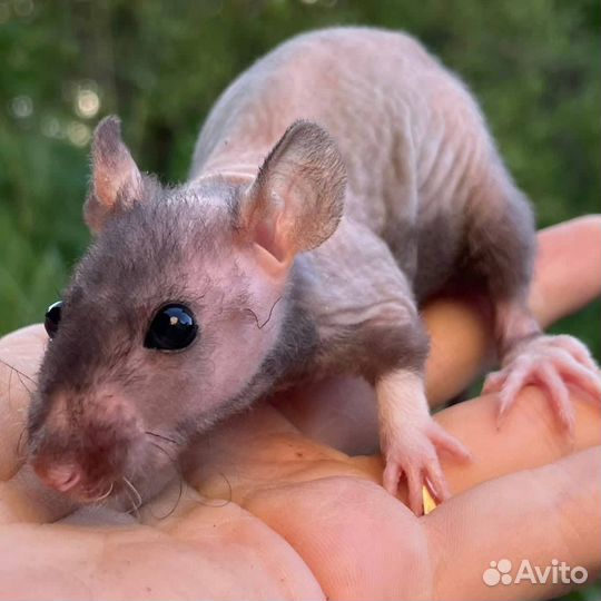 Питомник. Дамбо крысы, крысята, крыса