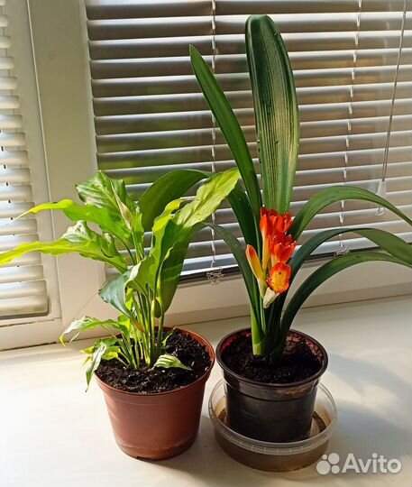 Кливия и Спатифиллум