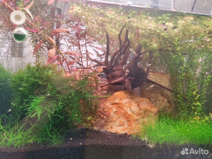 Растения, Аквариумы, камни, коряги