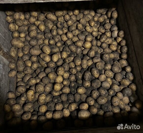 Картофель на корм скоту
