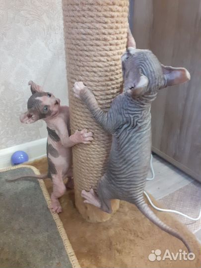 Сфинкс двельф Вязка
