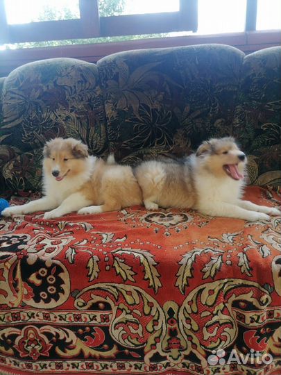 Щенки колли