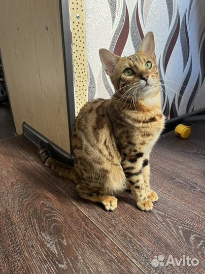 Бенгальская кошка вязка