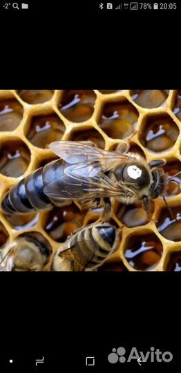 Пчело матки
