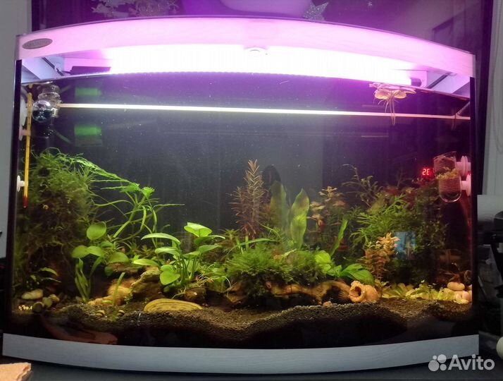 Креветки. Фильтр внешний. Аквариум