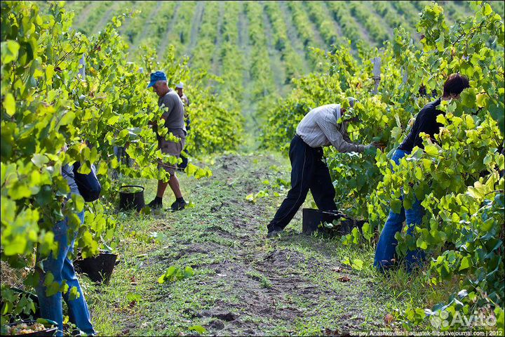 Разнорабочие вахта виноградники (питание и жилье)