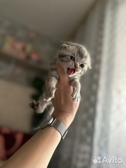 Котятки