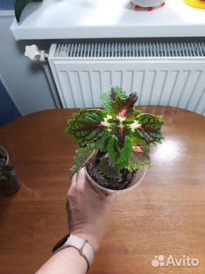 Комнатные растения