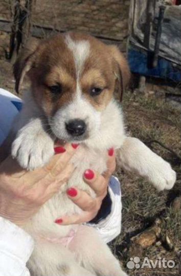 Собака в добрые руки щенок