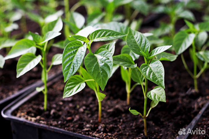 Рассада помидор и перцев