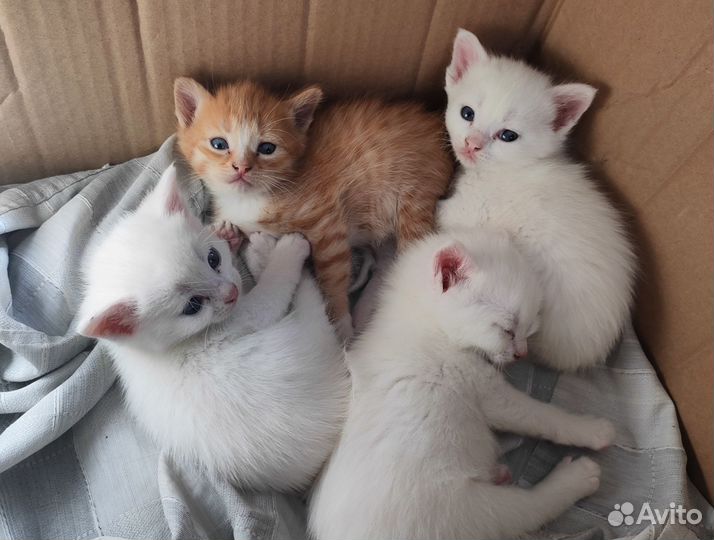 Котята в добрые руки