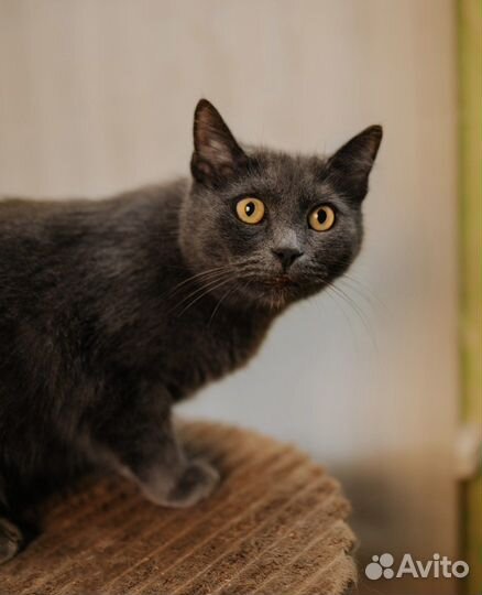 Кошка, девочка