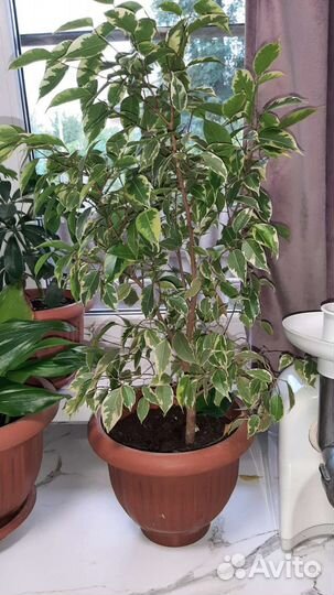 Цветы в ассортименте