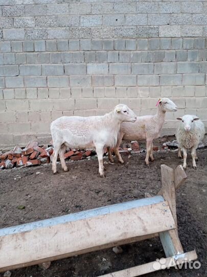 Бараны Дорпер