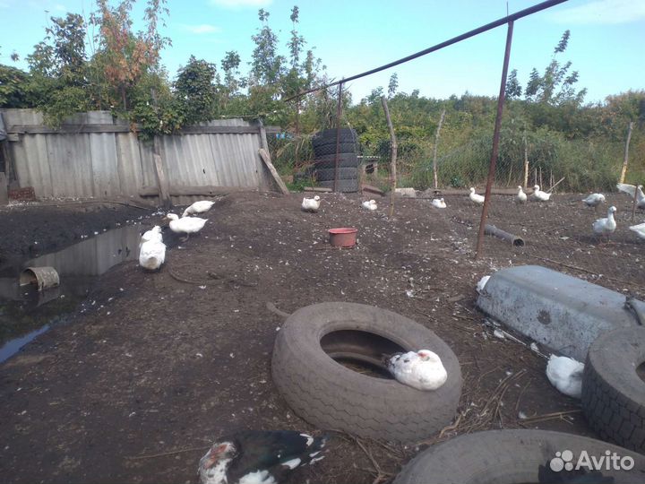 Утки, индоутки