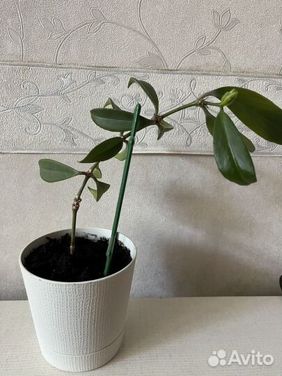 Эсхинантус (павлиний хвост)