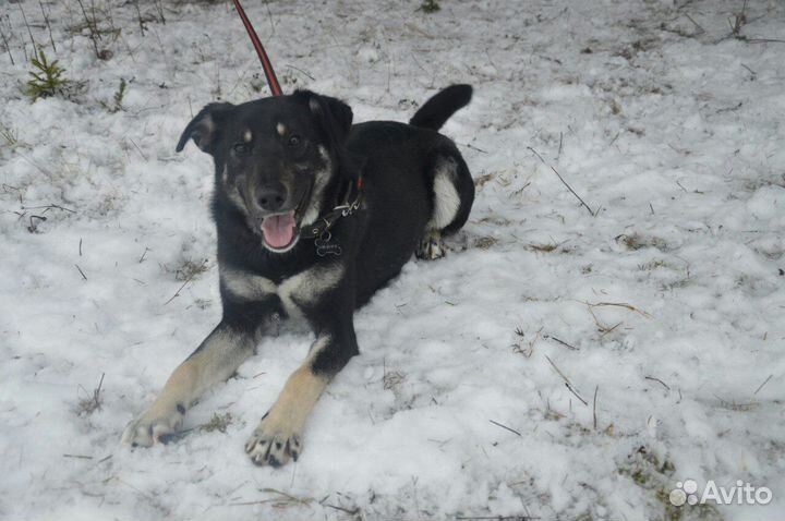 Собака в добрые руки