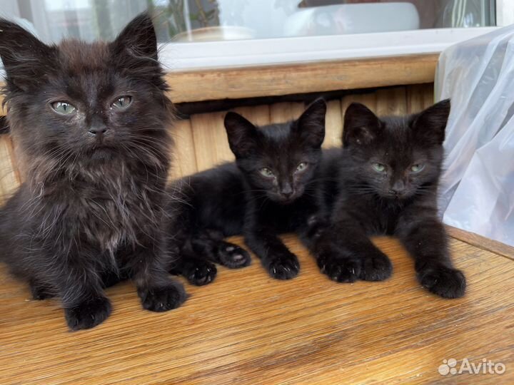 Найдены в лесу, хотят домой