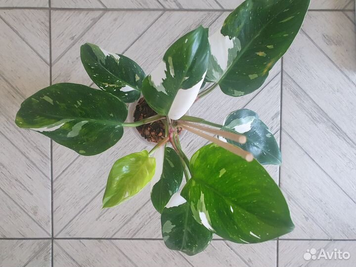 Взрослое растение филодендрон Белая принцесса