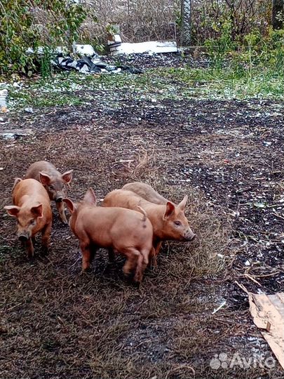 Поросята дюрок