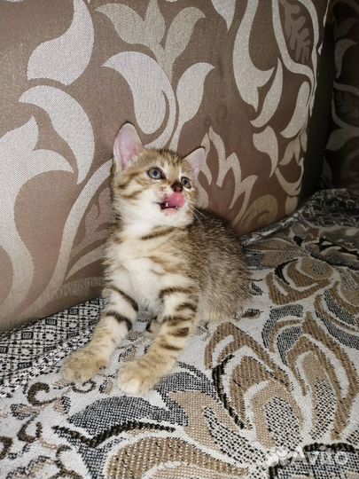 Кошки в добрые руки бесплатно