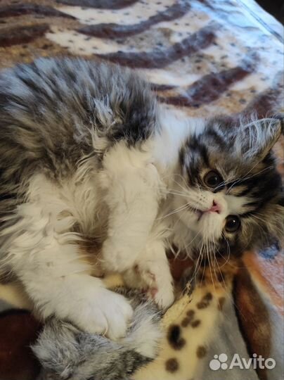 Продам персидского котёнка