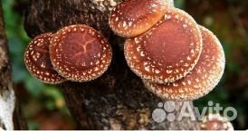 Мицелий зерновой гриба шиитаки штамм L-48, NA