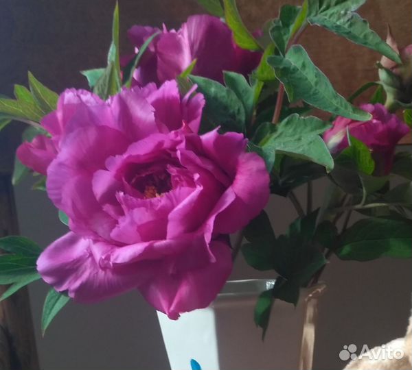 Пион древовидный,деленки