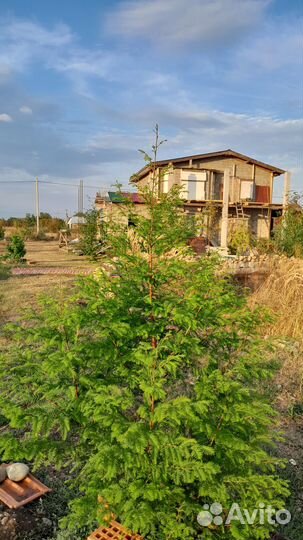 Метасеквойя