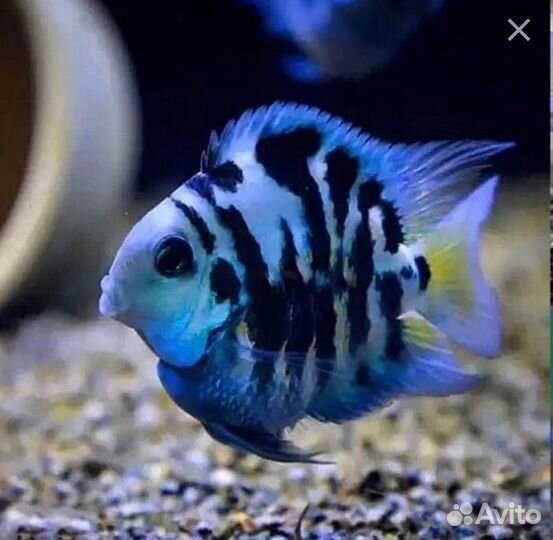 Рыбка сапфировый попугай