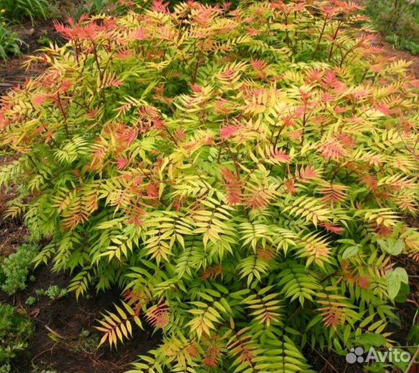 Кустарники декоративные саженцы