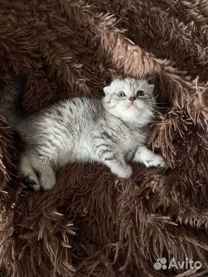 Шотландские котята