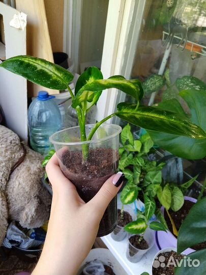 Диффенбахия