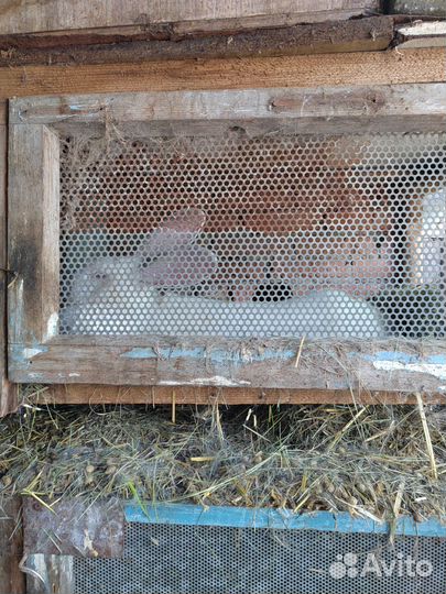 Продаю кроликов