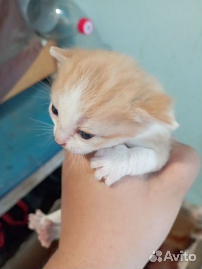 Кошки в добрые руки