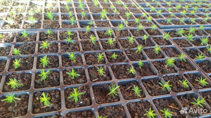 Рассада туи смаракт