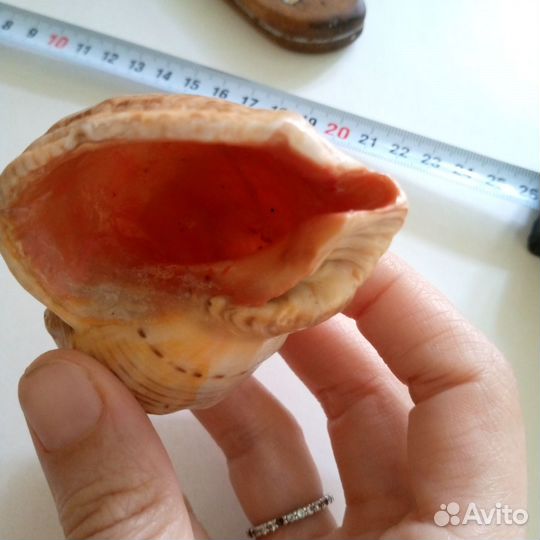 Ракушки