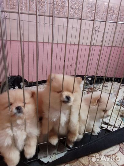 Померанский шпиц мини щенок