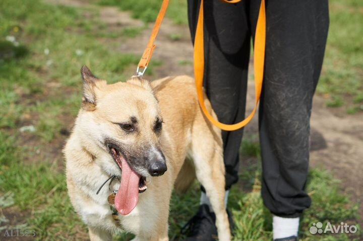 Малыш Пич в приюте