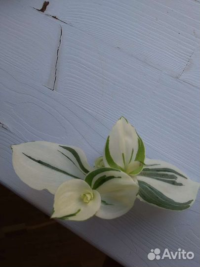 Белолистная традесканция