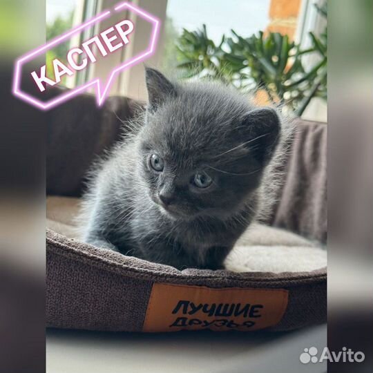 Котята в добрые руки даром