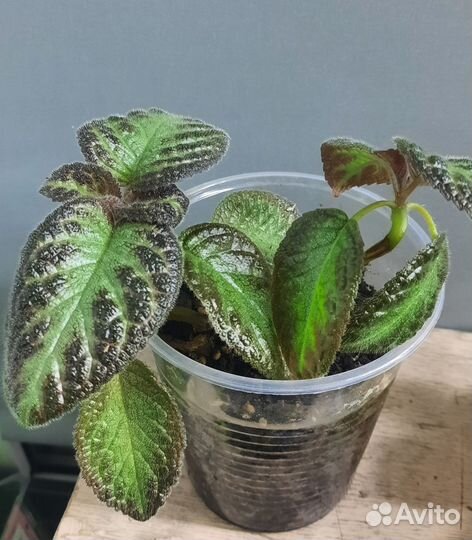 Замиокулькас, хлорофитум кудряв, эписция, коллизия